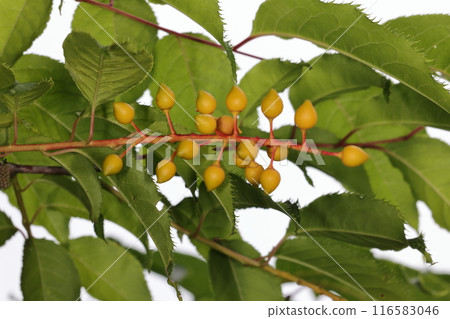 Nature Plants: Cherry blossoms, yellow fruits beginning to ripen. The leaves grow below the inflorescence, which is a characteristic of Cherry blossoms. 116583046