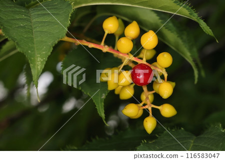 天然植物內水櫻，果實橢圓形，尖端尖。顯然，紅色水果被收穫並製成果酒。 116583047