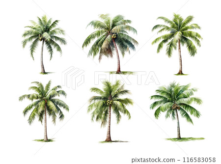 Coconut Tree, Summer Illustration. Watercolor Style. Coconut Tree, Summer Illustration. Watercolor Style. 116583058