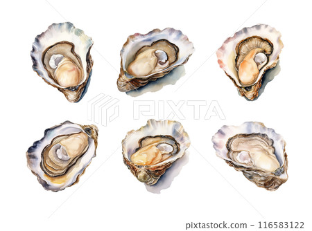 Oyster, Summer Illustration. Watercolor Style. 116583122