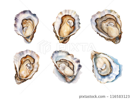 Cute watercolor painting style illustration of Oyster, isolated on white background 116583123