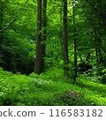 Forest with green forest background 116583182