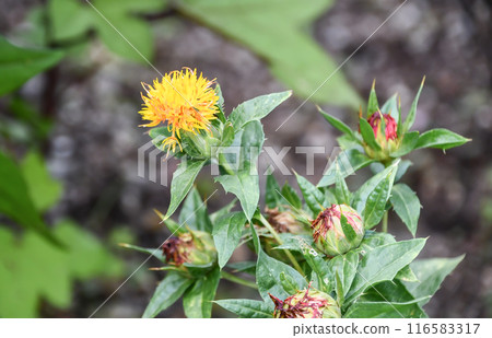 紅花 紅花 116583317