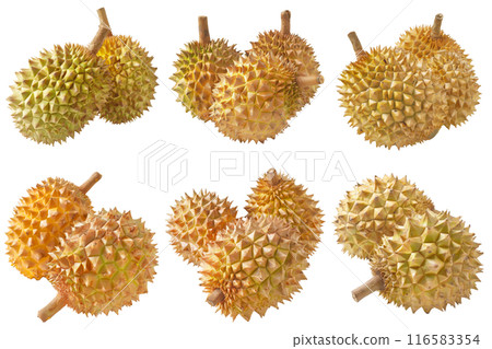 Durian, fruit realistic Illustration. Realistic PNG file. Mockup template for artwork graphic design Durian, fruit realistic Illustration. Realistic PNG file. Mockup template for artwork graphic design 116583354