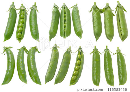 Pea Pods, fruit realistic Illustration. Realistic PNG file. Mockup template for artwork graphic design Pea Pods, fruit realistic Illustration. Realistic PNG file. Mockup template for artwork graphic design 116583436