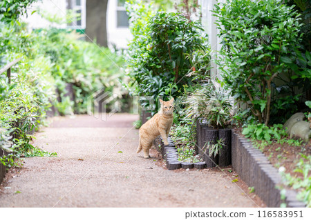 行走的貓棕色虎斑 行走的貓棕色虎斑 116583951