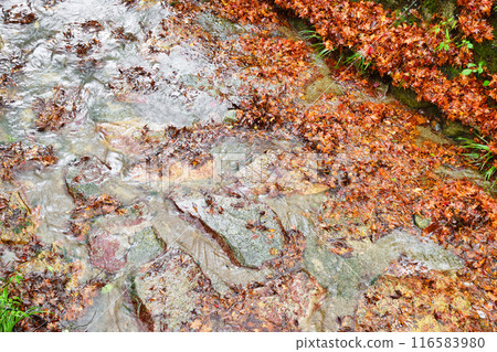 Ohara Sanzenin Temple Ritsu River Beautiful fallen maples and autumn scenery (Sakyo Ward, Kyoto City) 116583980