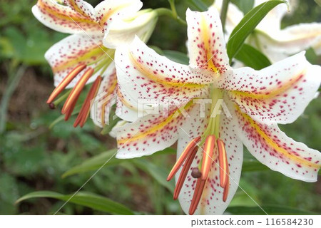 Beautiful mountain lily flowers 116584230