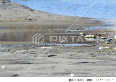 黑背鶺鴒（荒川右岸/埼玉縣深谷市） 116584402