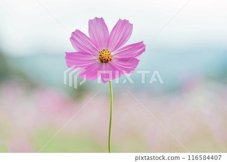 A single, ephemeral autumn cherry blossom 116584407