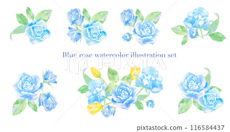 藍色玫瑰花水彩插圖集 藍色玫瑰花水彩插圖集 116584437