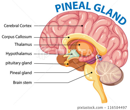Human Brain Pineal Gland Diagram 116584497