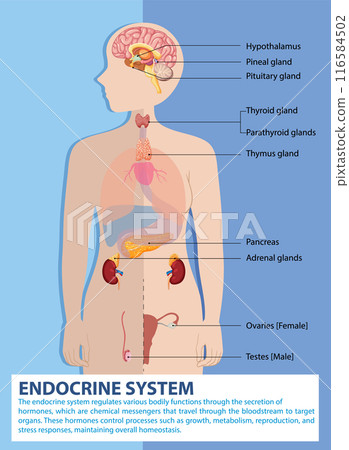 Human Endocrine System Diagram 116584502