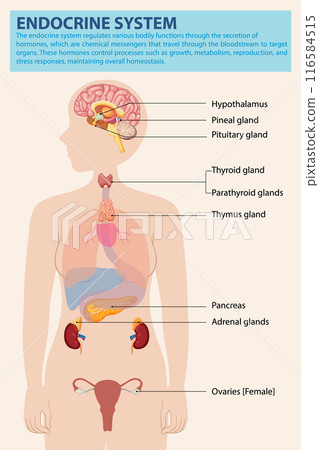 Human Endocrine System Diagram 116584515