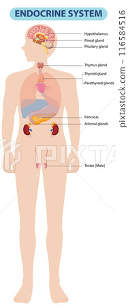 Human Endocrine System Diagram 116584516