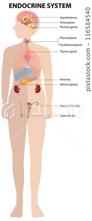 Human Endocrine System Diagram 116584540