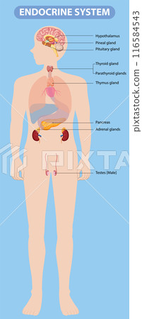 Human Endocrine System Diagram 116584543