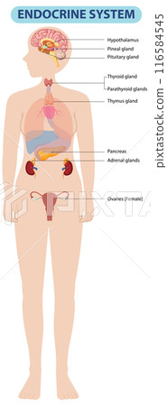 Human Endocrine System Diagram Human Endocrine System Diagram 116584545