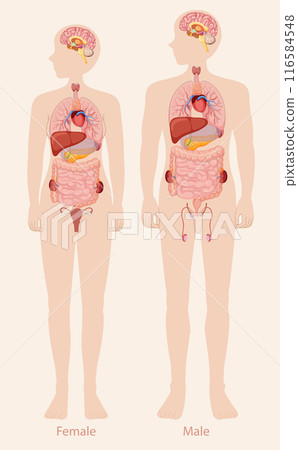 Human Anatomy: Male and Female 116584548