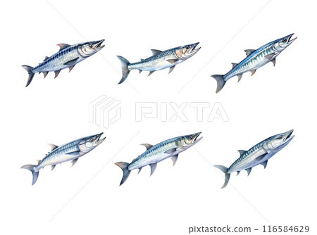 Barracuda, Animal Illustration. Watercolor Style 116584629