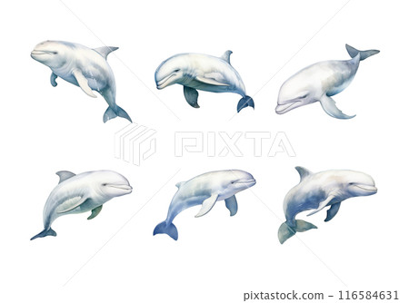 Beluga Whale, Animal Illustration. Watercolor Style 116584631