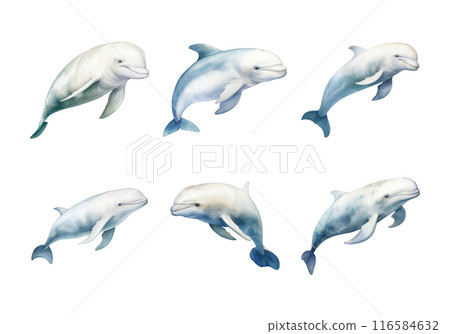 Cute watercolor painting style illustration of Beluga Whale, isolated on white background Cute watercolor painting style illustration of Beluga Whale, isolated on white background 116584632