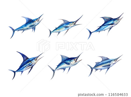 Blue Marlin, Animal Illustration. Watercolor Style 116584633