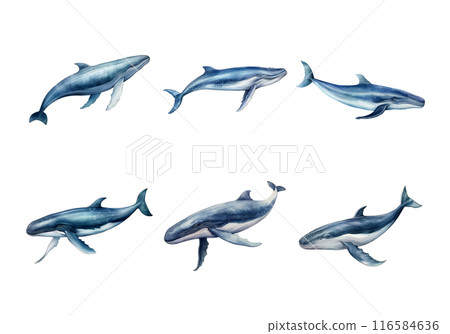Cute watercolor painting style illustration of Blue Whale, isolated on white background 116584636