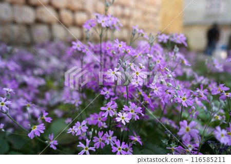 Hilly Area purple flower blooming 116585211