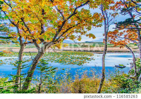 Hokkaido: Autumn leaves at the Shiretoko Five Lakes - Lake One and the Shiretoko Mountain Range 116585263