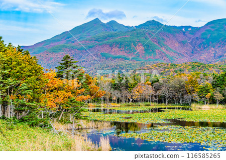 北海道知床五湖紅葉～水鏡湖與知床山脈～ 116585265
