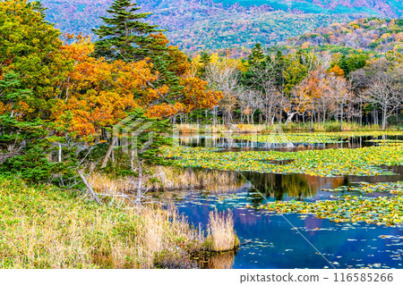 北海道知床紅葉五湖~水鏡之湖~ 北海道知床紅葉五湖~水鏡之湖~ 116585266