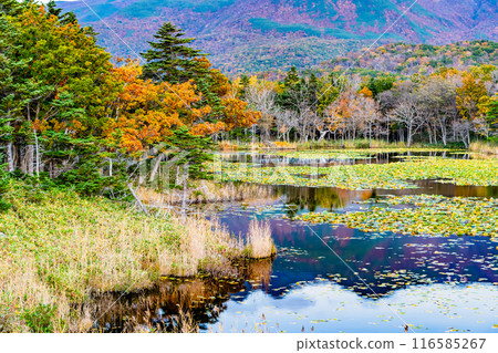 北海道知床紅葉五湖～水鏡之湖～ 116585267