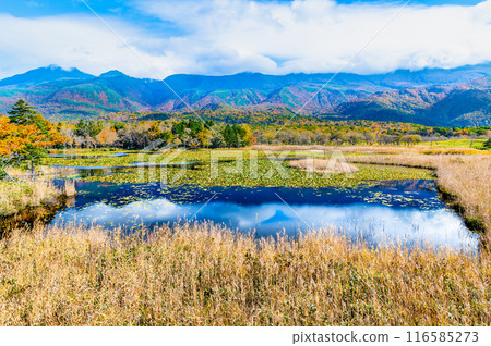 北海道知床五湖紅葉~市湖與知床山脈~ 北海道知床五湖紅葉~市湖與知床山脈~ 116585273