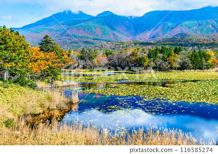 北海道知床五湖紅葉～市湖與知床山脈～ 116585274