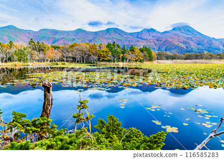 北海道知床五湖紅葉～水鏡湖與知床山脈～ 116585283