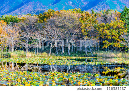 Hokkaido Shiretoko Five Lakes in Autumn - Lake Mirror 116585287