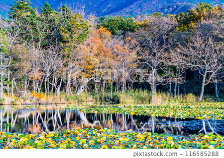 Hokkaido Shiretoko Five Lakes in Autumn - Lake Mirror 116585288