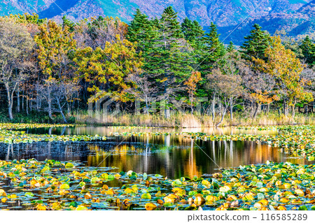 Hokkaido Shiretoko Five Lakes in Autumn - Lake Mirror 116585289