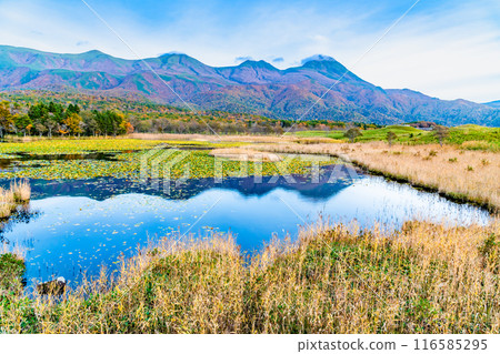 北海道知床五湖紅葉~市湖與知床山脈~ 北海道知床五湖紅葉~市湖與知床山脈~ 116585295