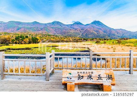北海道知床五湖紅葉~市湖與知床山脈~ 北海道知床五湖紅葉~市湖與知床山脈~ 116585297