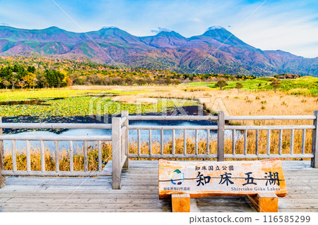 北海道知床五湖紅葉～市湖與知床山脈～ 116585299
