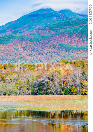 北海道知床五湖的紅葉~水鏡兩湖及知床山脈~ 北海道知床五湖的紅葉~水鏡兩湖及知床山脈~ 116585796