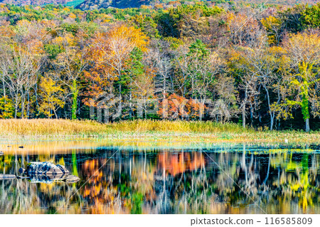 北海道知床五湖秋葉 - 兩湖水鏡 - 北海道知床五湖秋葉 - 兩湖水鏡 - 116585809