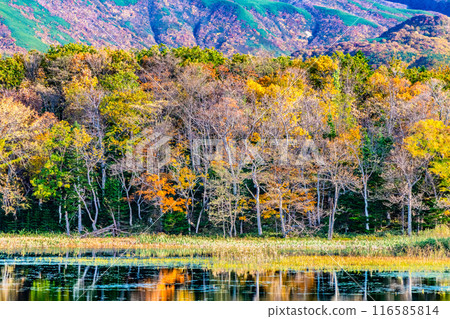 北海道知床五湖秋葉 - 兩湖水鏡 - 北海道知床五湖秋葉 - 兩湖水鏡 - 116585814