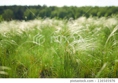 Closeup no people shot of feather grass growing on meadow in summer, copy space 116585976