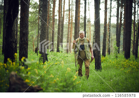 Wide shot of senior Caucasian traveler holding wooden stick wandering along mountain forest on summer day, copy space 116585978