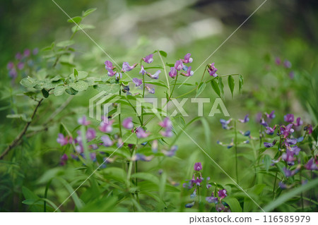 No people closeup shot of flowering lathyrus vernus herbaceous plant in forest 116585979