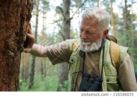 Senior Caucasian scientist working in forest checking health of trees, medium closeup shot 116586035