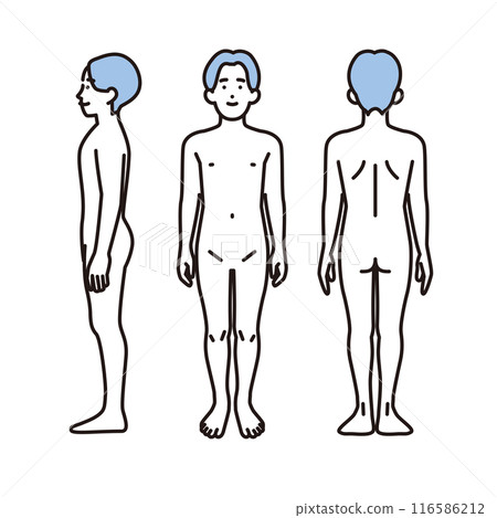 Simple illustration of a male nude, full body, front, back and side view 116586212